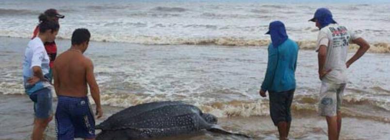Tartaruga gigante é achada na Pedra do Sal e reintroduzida ao mar
